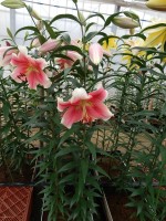 [5208 Sannomiya 20 ST No02.JPG]